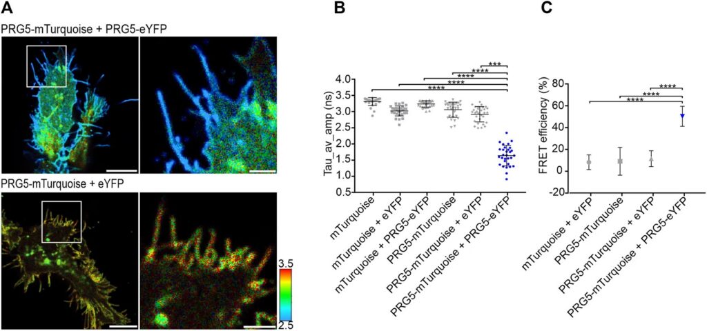 FLIM-FRET lifetime images and quantification showing reduced donor lifetime and increased FRET efficiency of PRG5 at the plasma membrane in HEK293T cells.