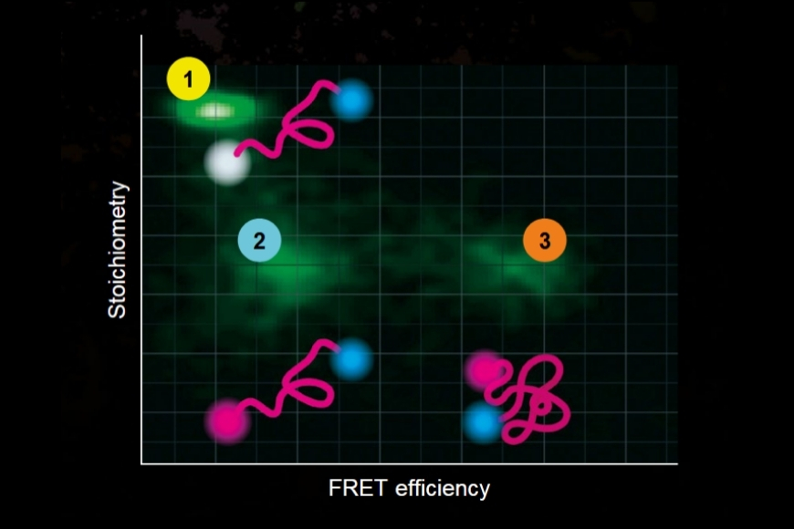 Illustration of protein conformational dynamics