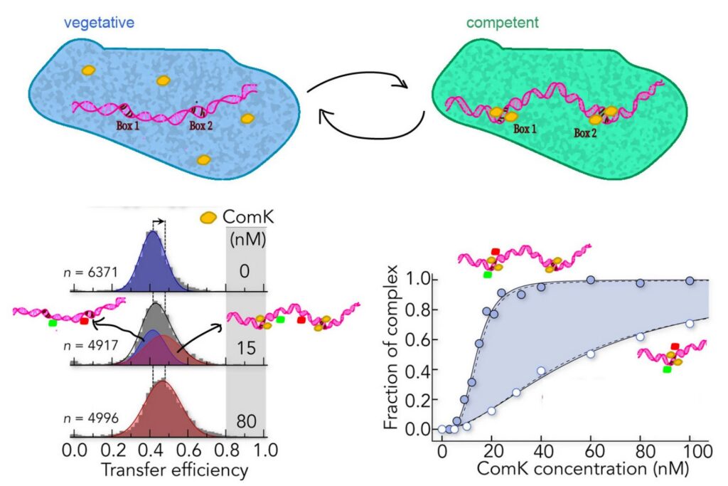 DNA-Mediated Allostery Revealed by Single-Molecule FRET