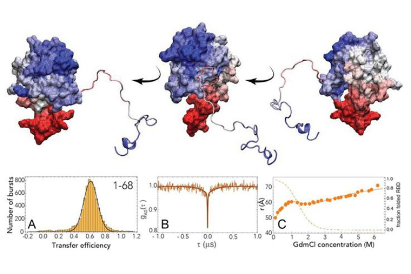 Single-molecule fluorescence techniques including smFRET and nanosecond FCS reveal conformational dynamics of the intrinsically disordered SARS-CoV-2 nucleocapsid protein during RNA-driven phase separation.
