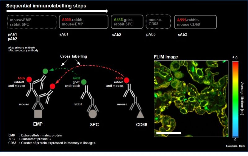 Spectral FLIM-FRET experiment showing sequential immunolabeling, antibody cross-labeling, and fluorescence lifetime imaging of labeled structures in human lung tissue.