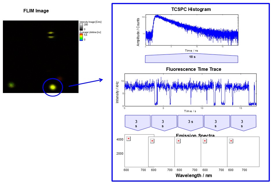 FLIM image and corresponding TCSPC histogram, fluorescence time trace, and emission spectra acquired simultaneously from a single molecule using MicroTime 200.