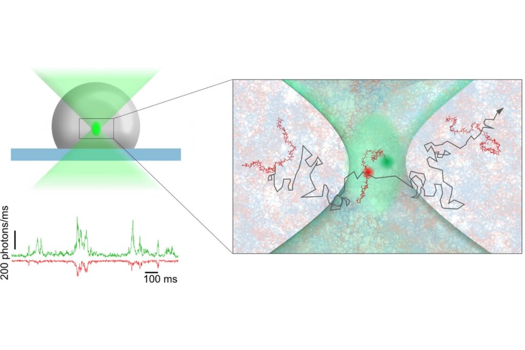 Confocal single-molecule fluorescence spectroscopy probes individual biomolecules within the dense phase of a condensate. Adapted from Schuler et al. (2026), CC BY 4.0.