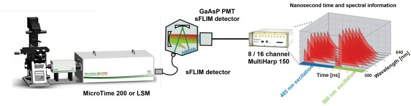 Schematic of a spectral FLIM setup combining a MicroTime microscope, a GaAsP PMT spectral detector array, and a MultiHarp 150 TCSPC unit for spectrally and temporally resolved fluorescence detection.