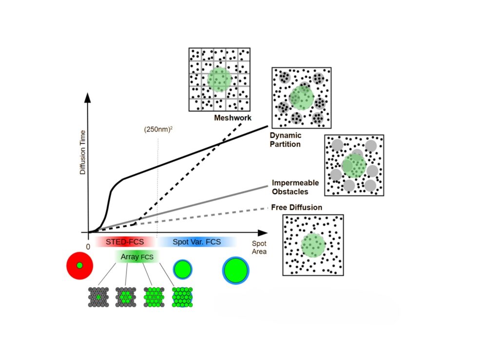 Diagram illustrating how spot-variation fluorescence correlation spectroscopy distinguishes diffusion regimes by plotting diffusion time versus observation area.