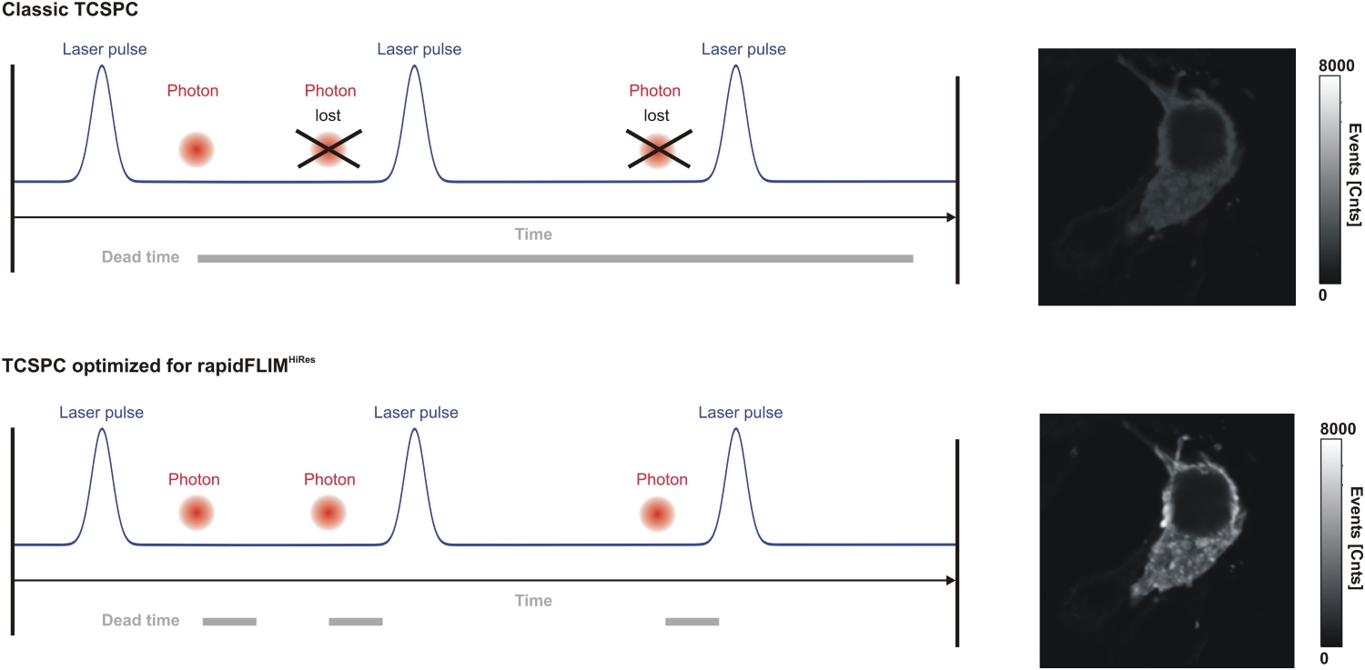 Comparison of classic and rapidFLIMHiRes TCSPC electronics. Reduced detector dead time preserves photon events at high count rates and improves decay fidelity in fluorescence lifetime imaging microscopy.