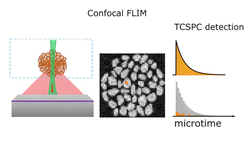 Schematic of confocal fluorescence lifetime imaging (FLIM) using TCSPC detection showing photon arrival time measurement and lifetime histogram generation