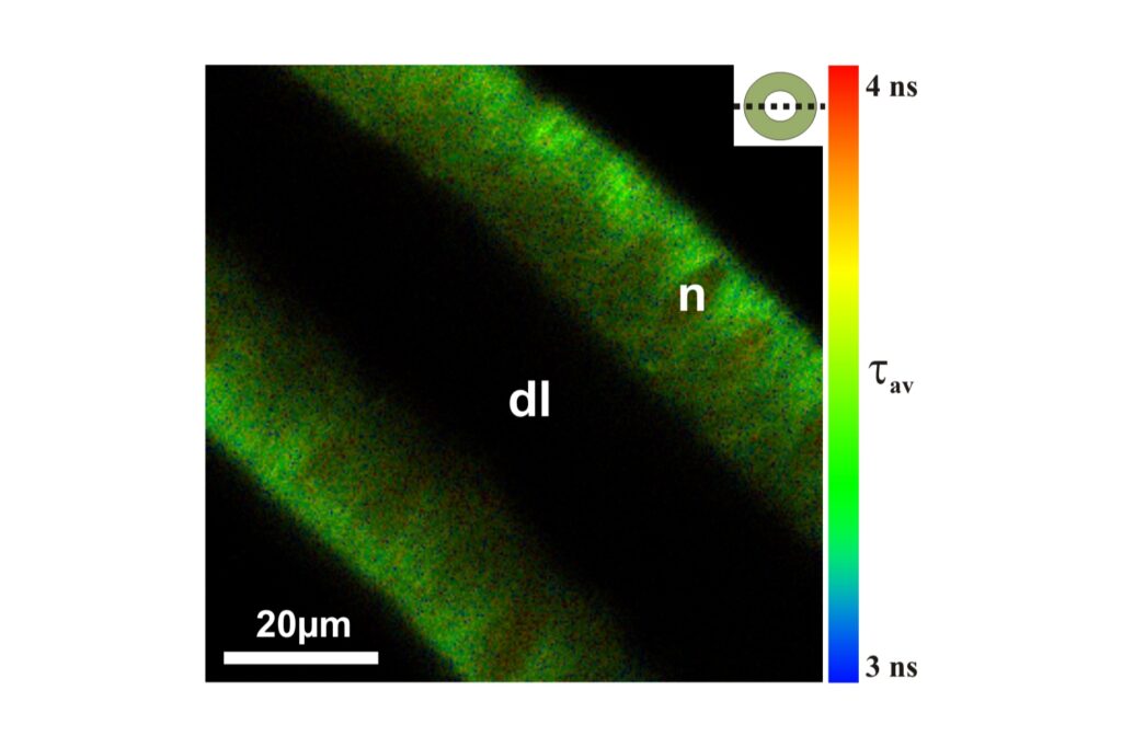 Two-photon fluorescence lifetime image of BCECF-loaded salivary duct showing intracellular pH distribution in living tissue.